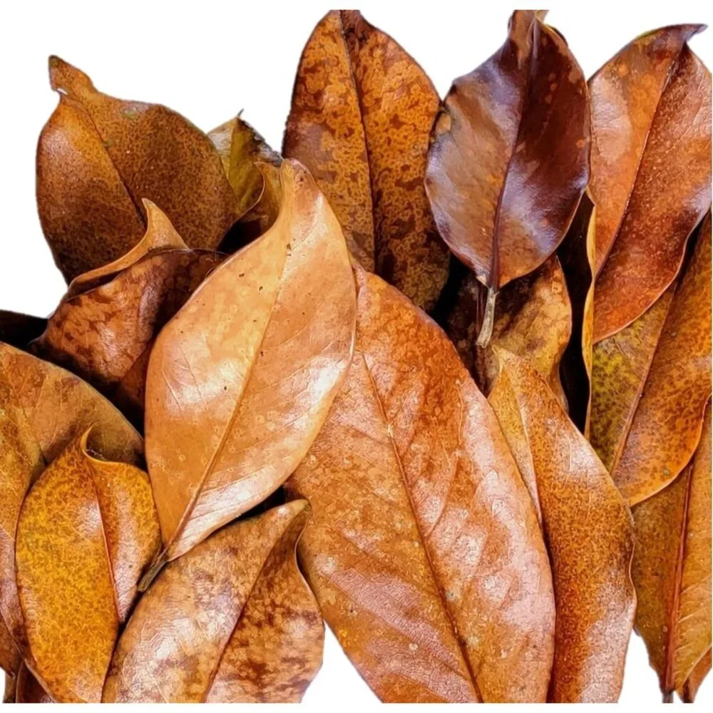 Magnolia Leaf Litter, 30-35 Premium Bioactive Enclosures, Reptiles, Amphibians
